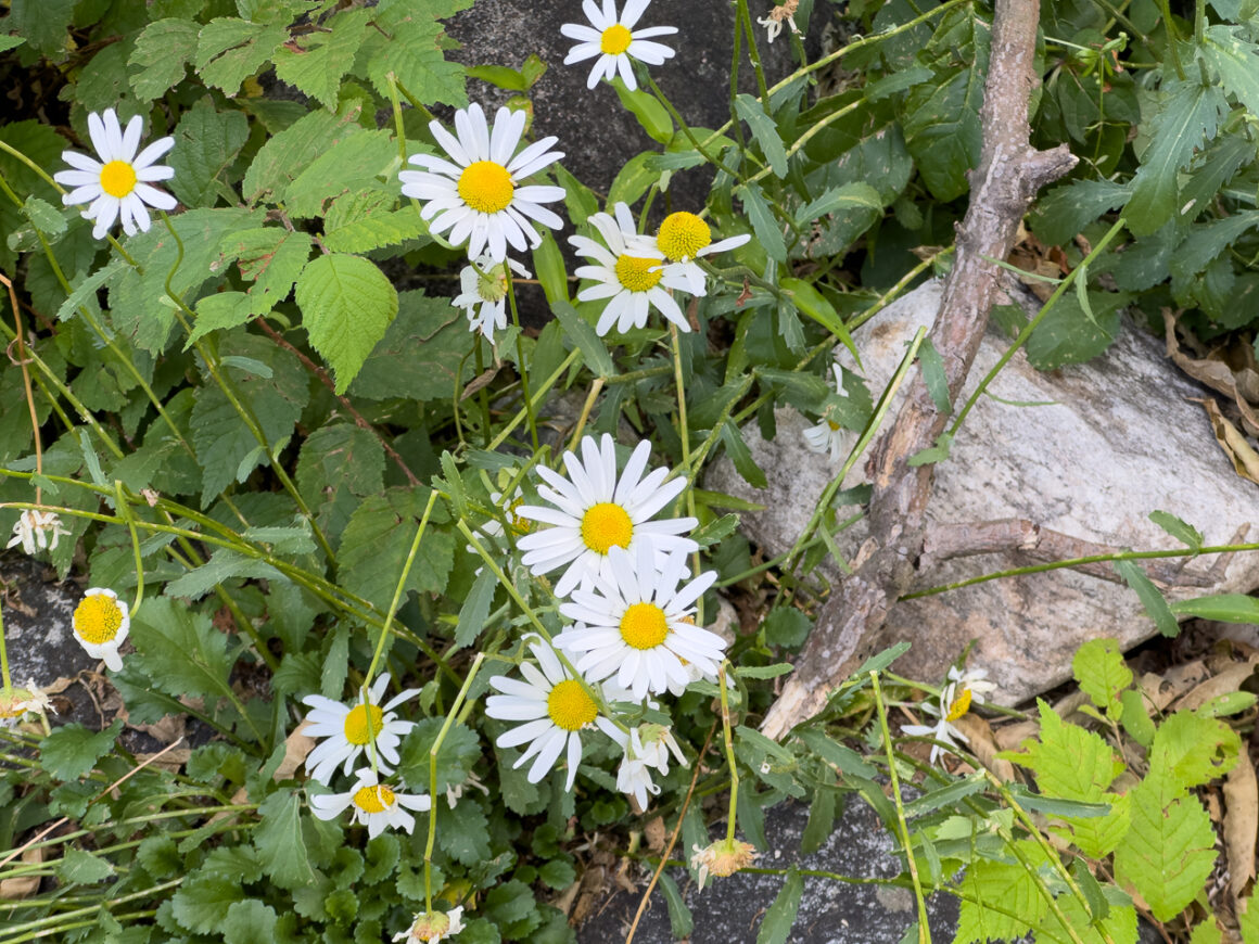 어느 봄날의 휘게포레스트 23