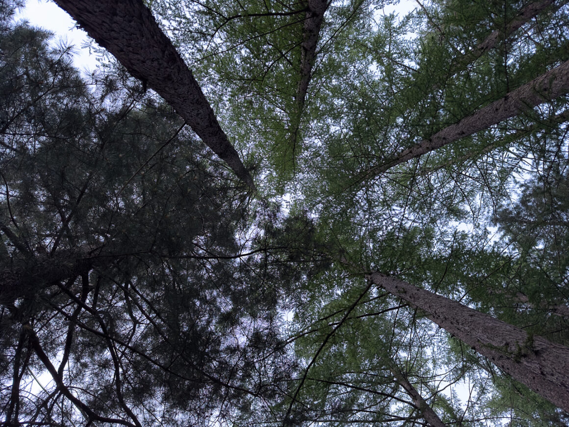 어느 봄날의 휘게포레스트 30