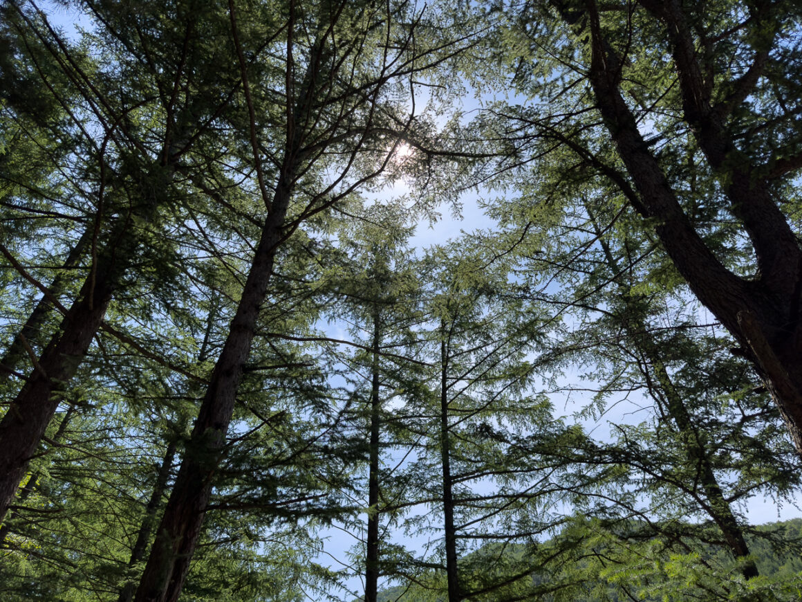 어느 봄날의 휘게포레스트 33