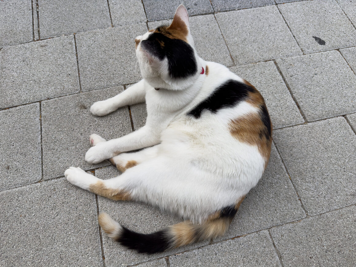 어느 봄날의 휘게포레스트 36